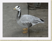 DSC_4333 Bar-Headed Goose * 696 x 534 * (201KB)